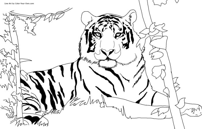 Tiger coloring book pages